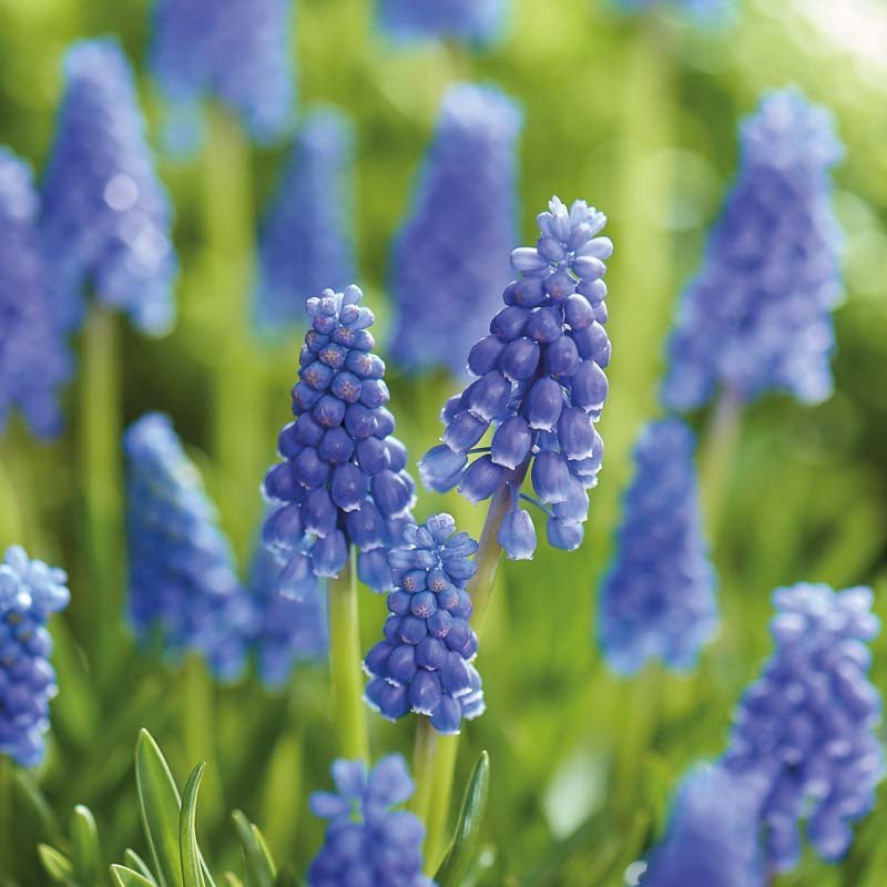 Perlehyacint, Muscari 'Armeniacum'