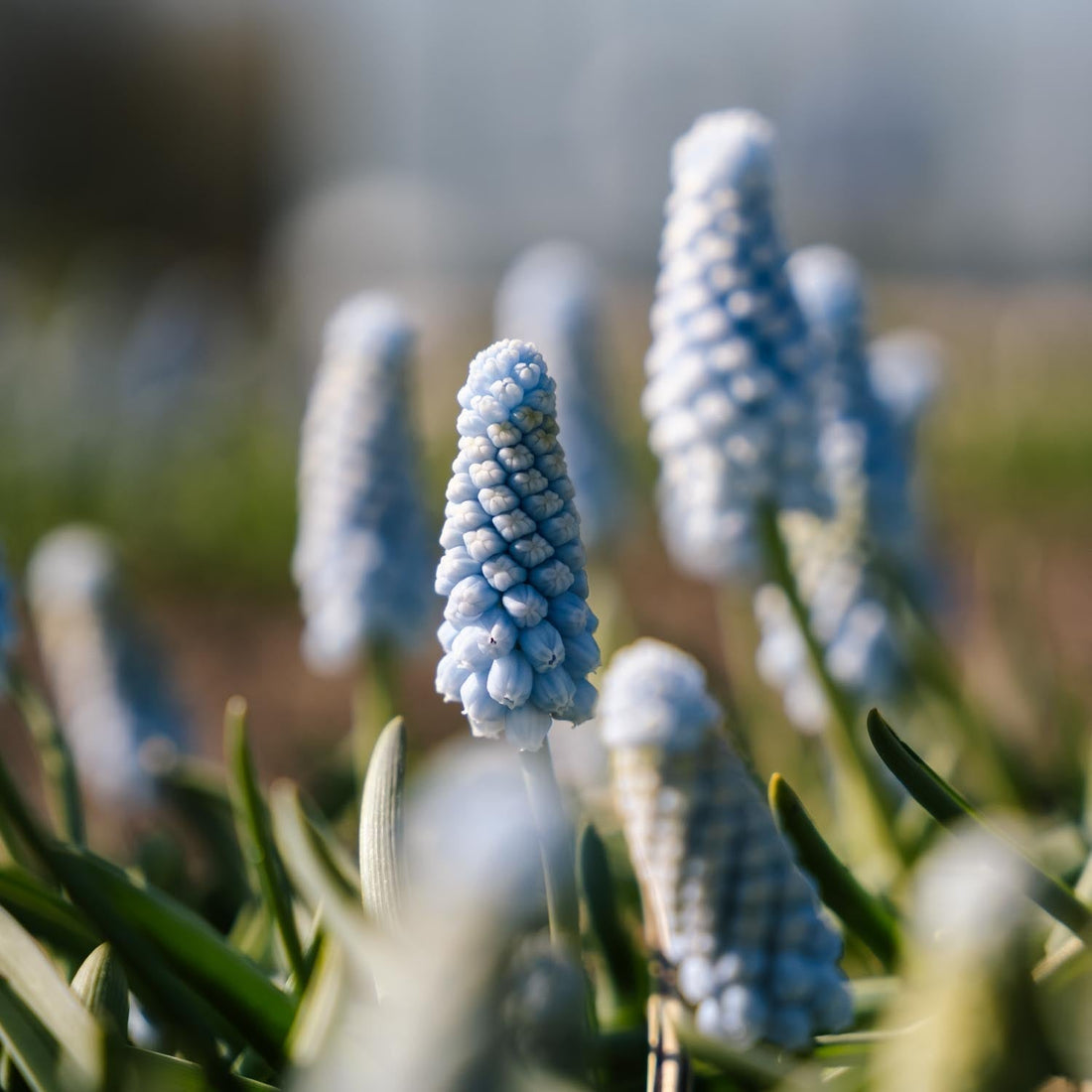 Perlehyacint, Muscari 'Baby's Breath'