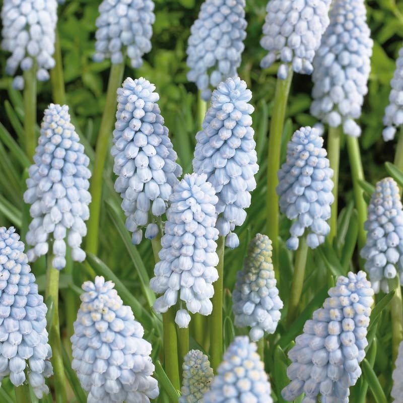 Perlehyacint, Muscari 'Baby's Breath'