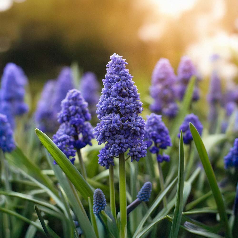 Perlehyacint, Muscari 'Fantasy Creation'