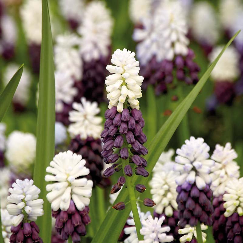 Perlehyacint, Muscari 'Grape Ice'