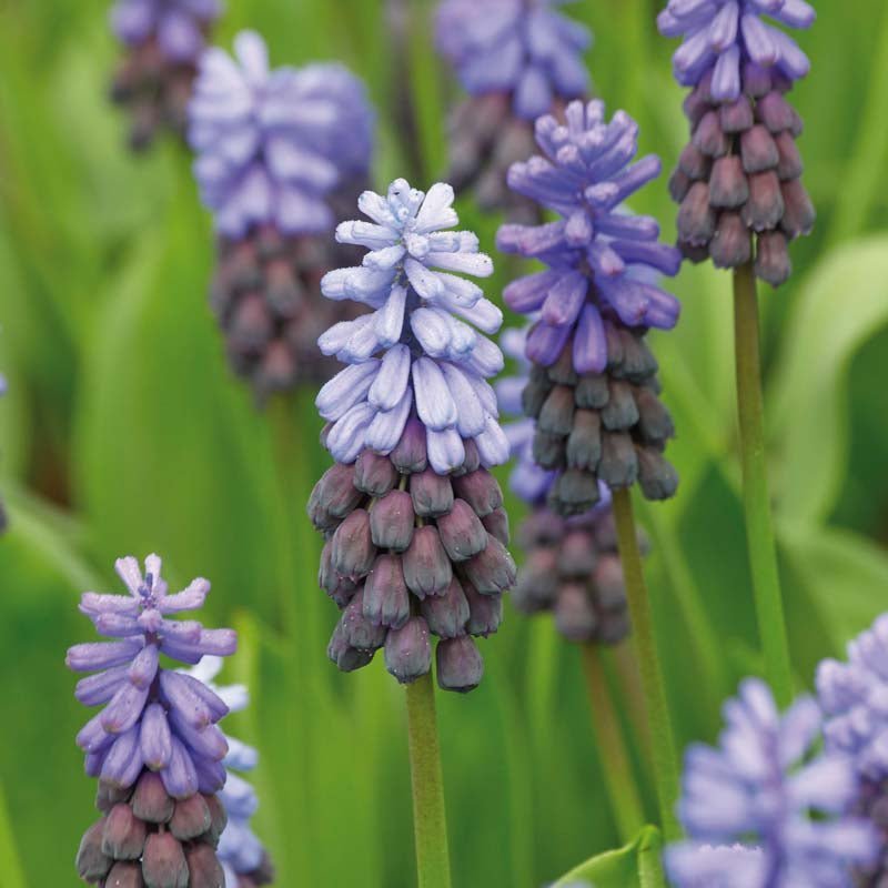 Perlehyacint, Muscari 'Latifolium'