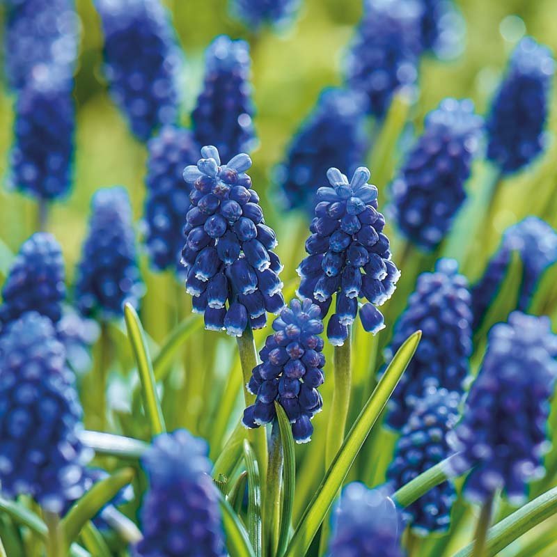 Perlehyacint, Muscari 'Night Eyes'