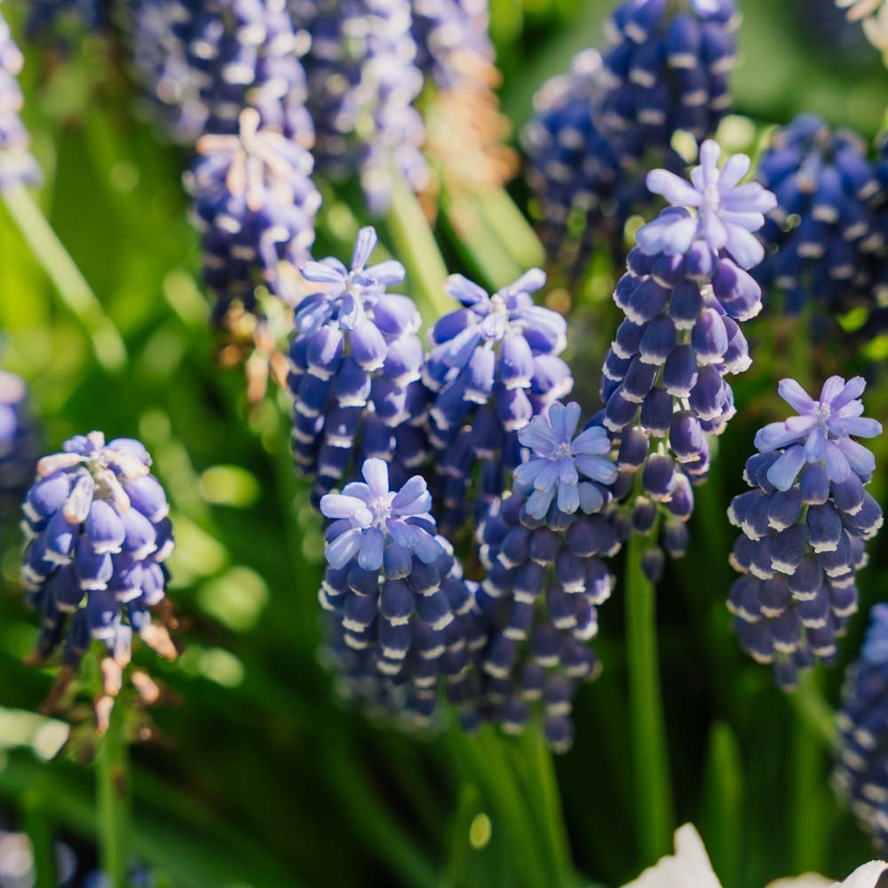 Perlehyacint, Muscari 'Night Eyes'