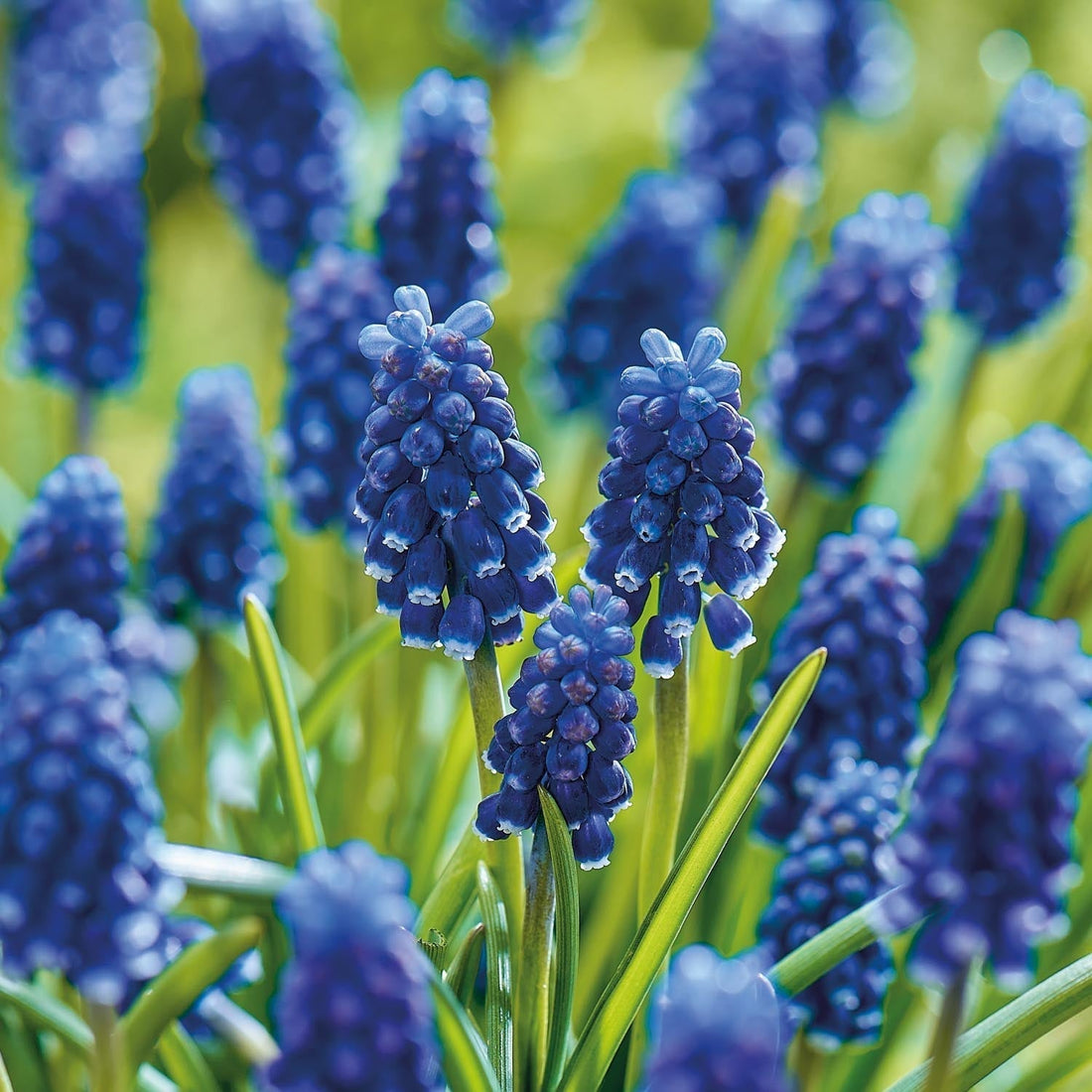 Perlehyacint, Muscari 'Night Eyes'