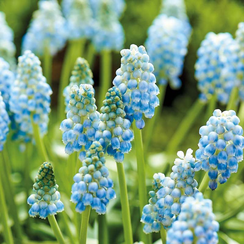 Perlehyacint, Muscari 'Peppermint'