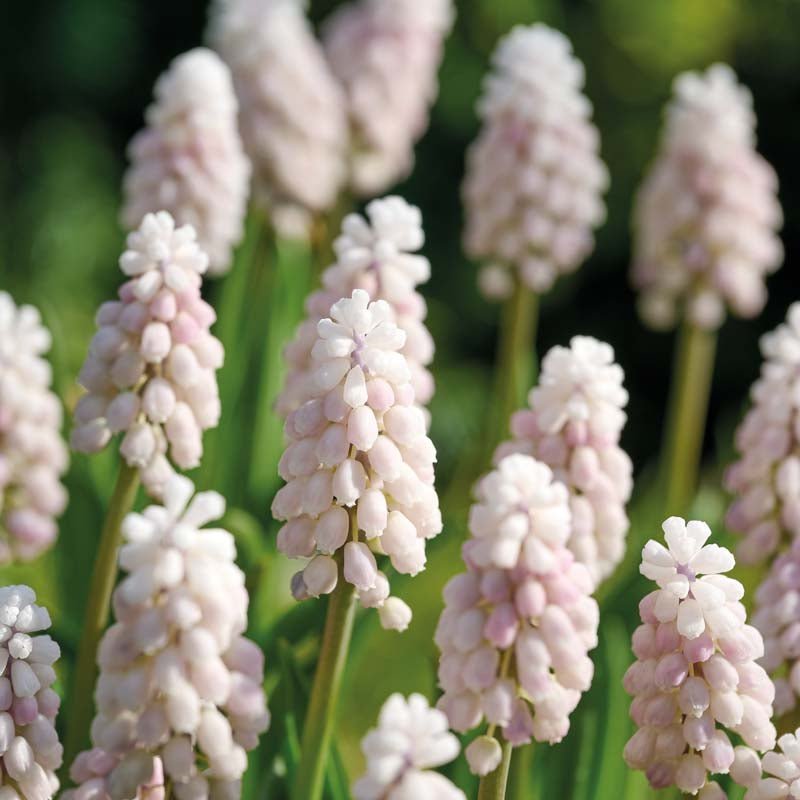 Perlehyacint, Muscari 'Pink Sunrise'