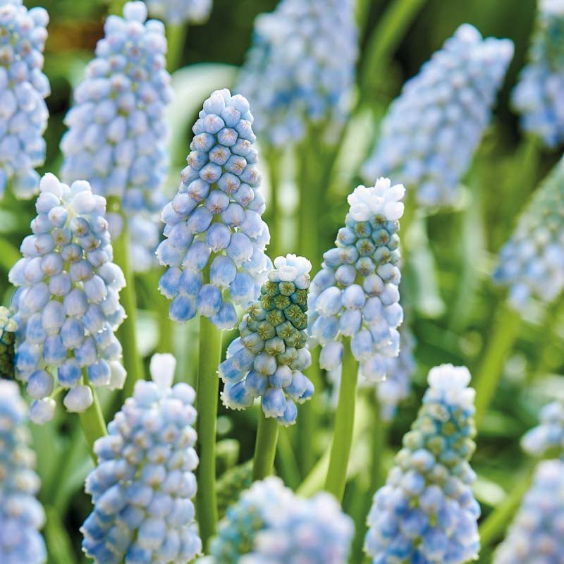 Perlehyacint, Muscari 'Valerie Finnis'