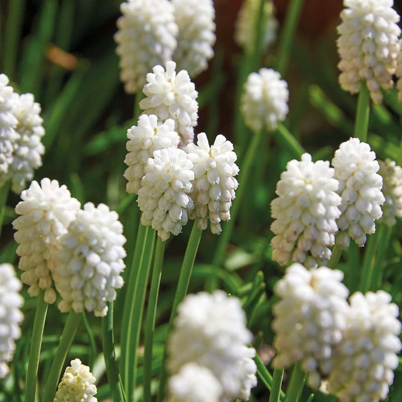 Perlehyacint, Muscari 'White Magic'