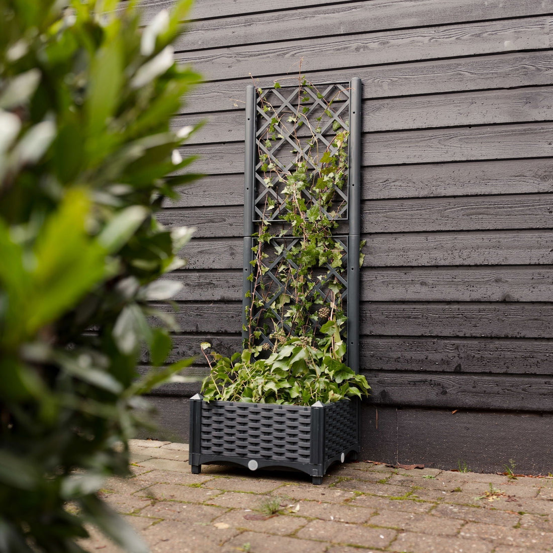 Plantekasse med espalier
