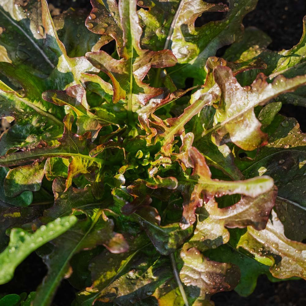 Pluksalat frø 'Cocarde' - 200 Økologiske frø