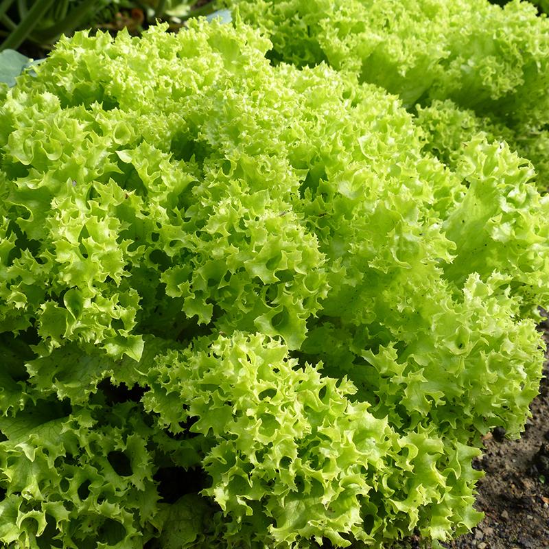 Pluksalat frø 'Lollo Bionda' - 200 Økologiske frø
