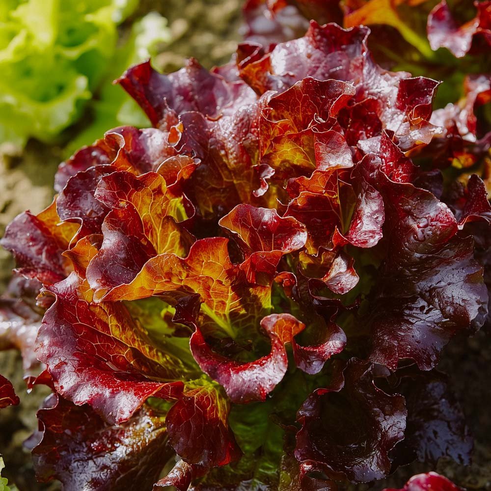 Pluksalat frø 'Red Salad Bowl' - 200 Økologiske frø
