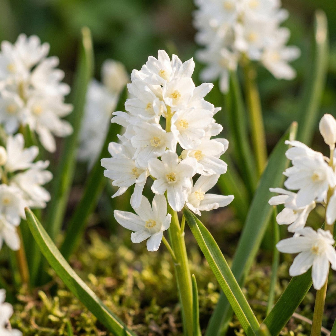 Porcelænshyacint, Puschkinia 'Alba'