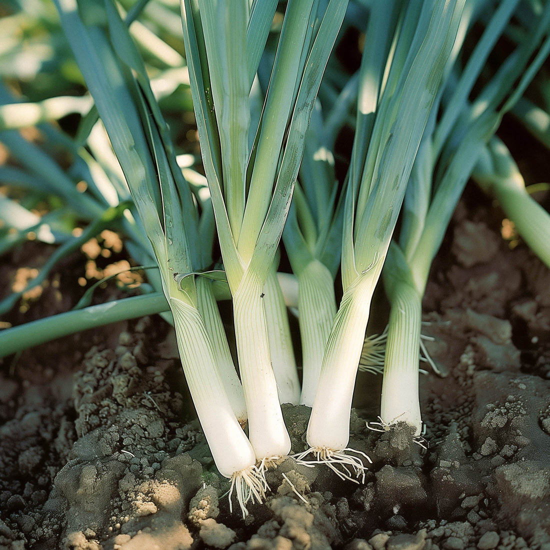 Porrefrø 'Blauwgroene Herfst' - 100 Økologiske frø