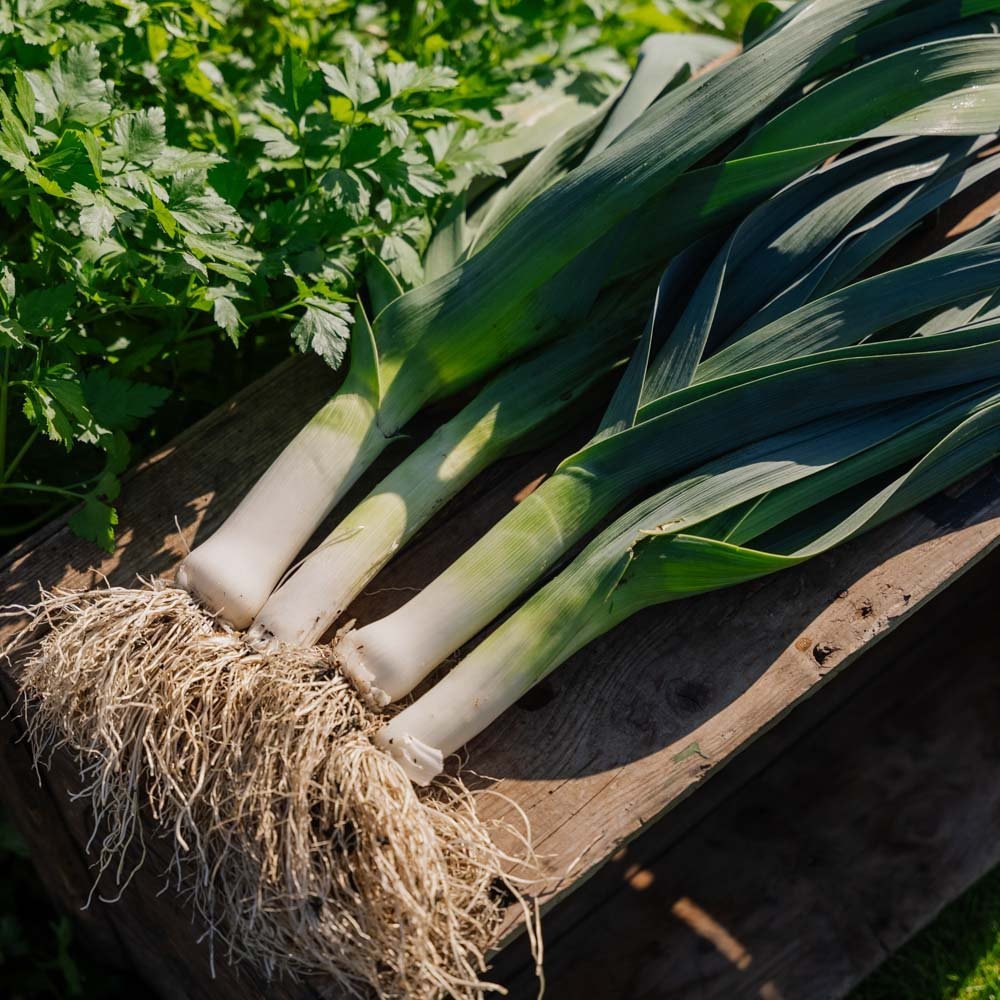 Porrefrø 'Hannibal' - 100 Økologiske frø