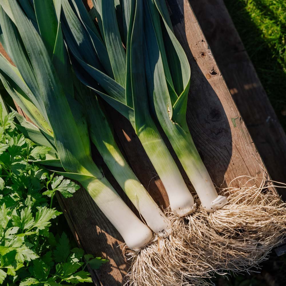 Porrefrø 'Hannibal' - 100 Økologiske frø