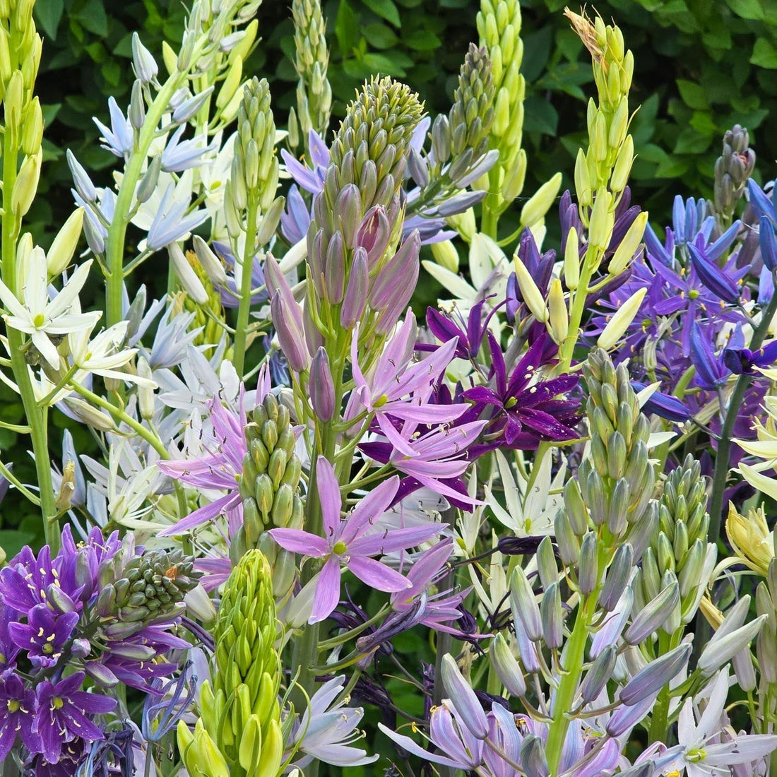 Prærielilje - blanding, Camassia 'Breeder Mixed'