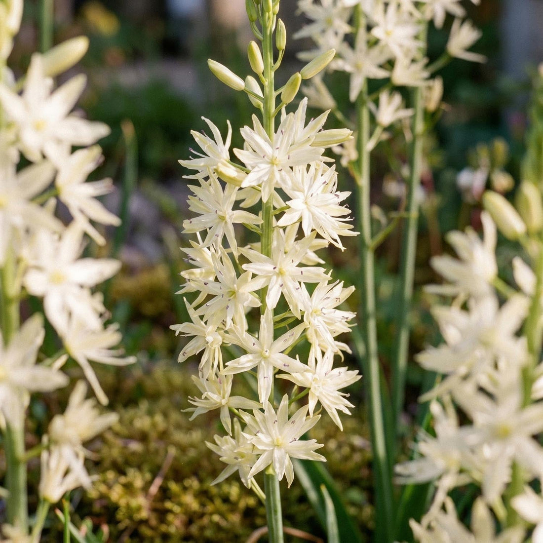 Prærielilje, Camassia 'Alba'