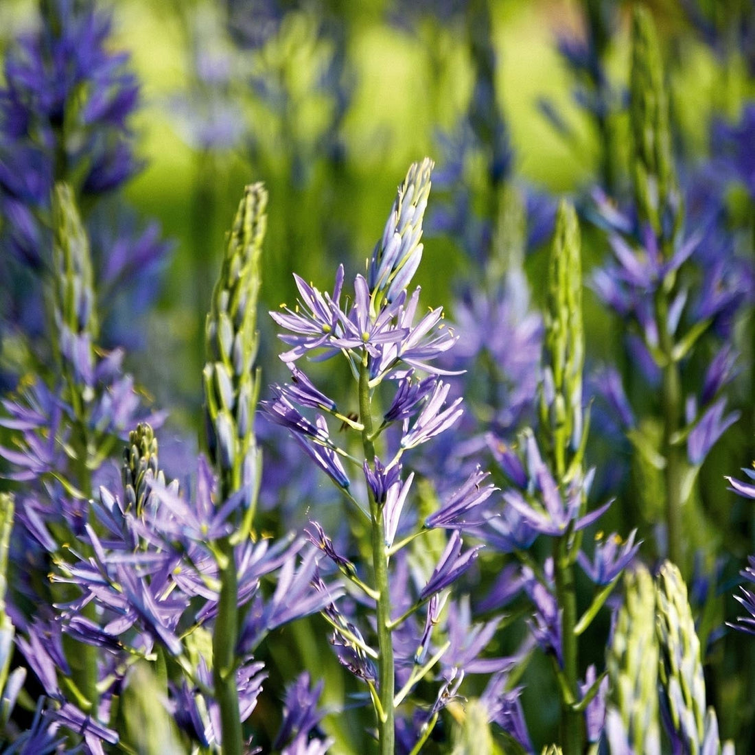 Prærielilje, Camassia 'Caerulea'