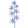 Prærielilje løg / Camassia