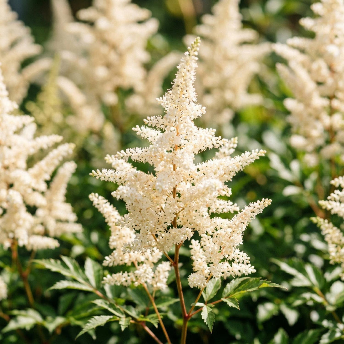 Pragtspir, Astilbe 'Deutschland'