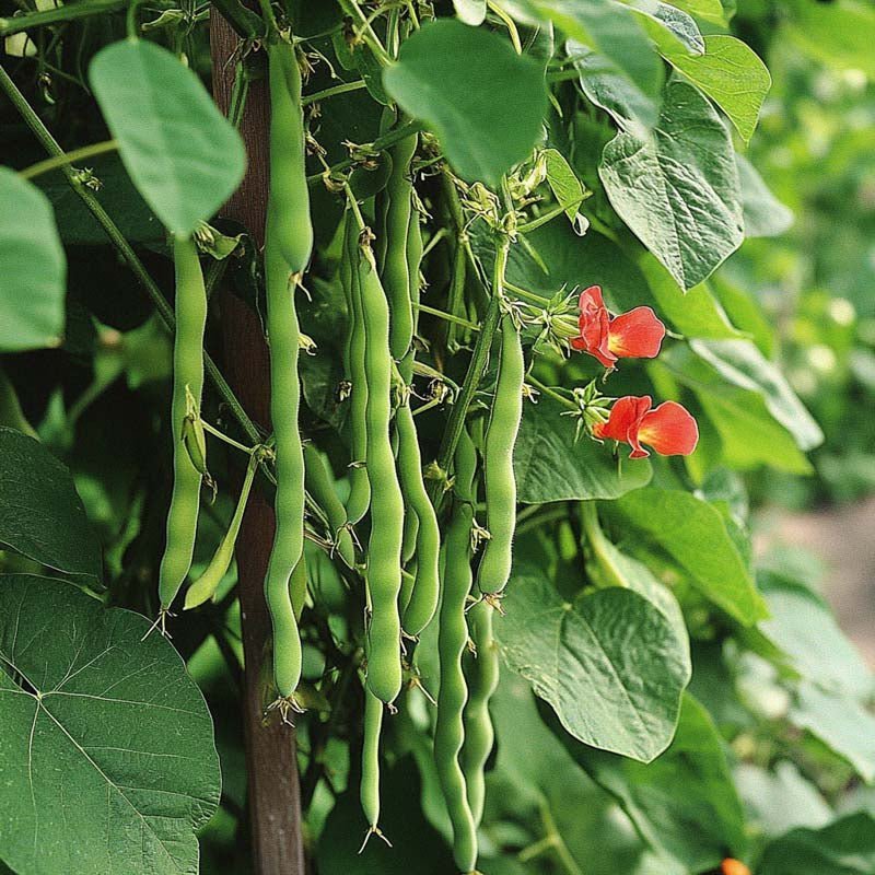 Pralbønne frø 'Lady Di' - 20 Økologiske frø