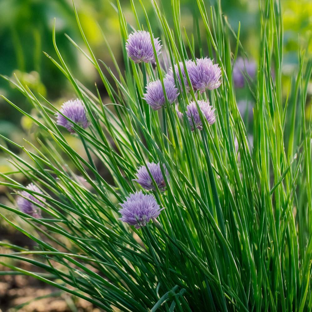 Purløg frø - 200 Økologiske frø