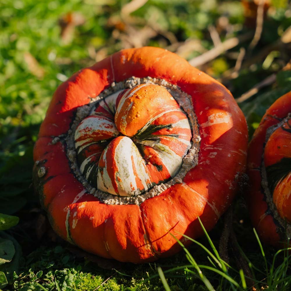 Pyntegræskar frø 'Bischofsmütze' - 5 Økologiske frø