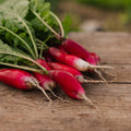 Radisefrø 'French Breakfast 2' - 50 Økologiske frø