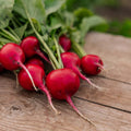 Radisefrø 'Rudi' - 50 Økologiske frø