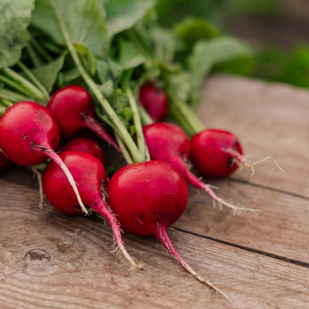 Radisefrø 'Rudi' - 50 Økologiske frø