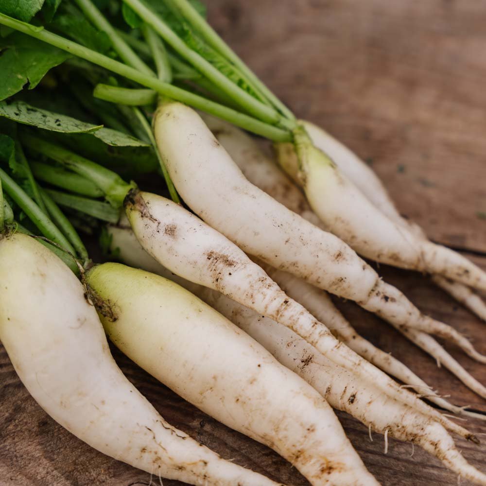 Radisefrø 'White Icicle' - 50 Økologiske frø