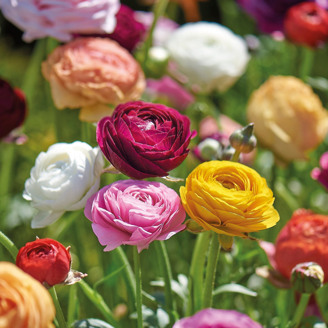 Ranunkel, Ranunculus 'Asiaticus'