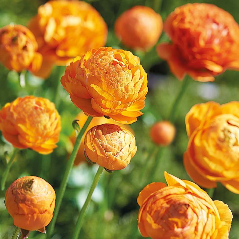 Ranunkel, Ranunculus 'Orange'