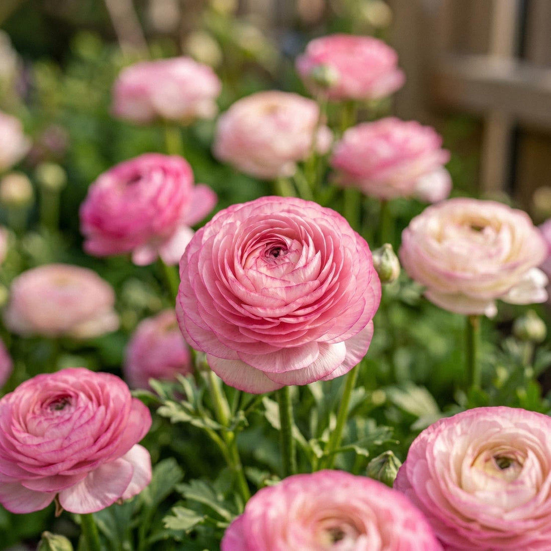 Ranunkel, Ranunculus 'Picotee Rose'