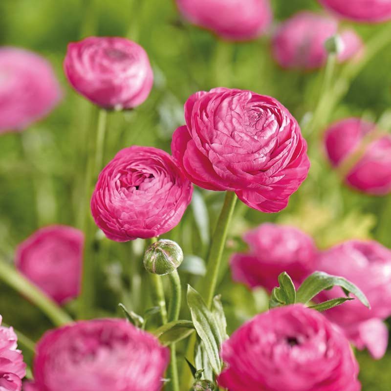 Ranunkel, Ranunculus 'Pink'