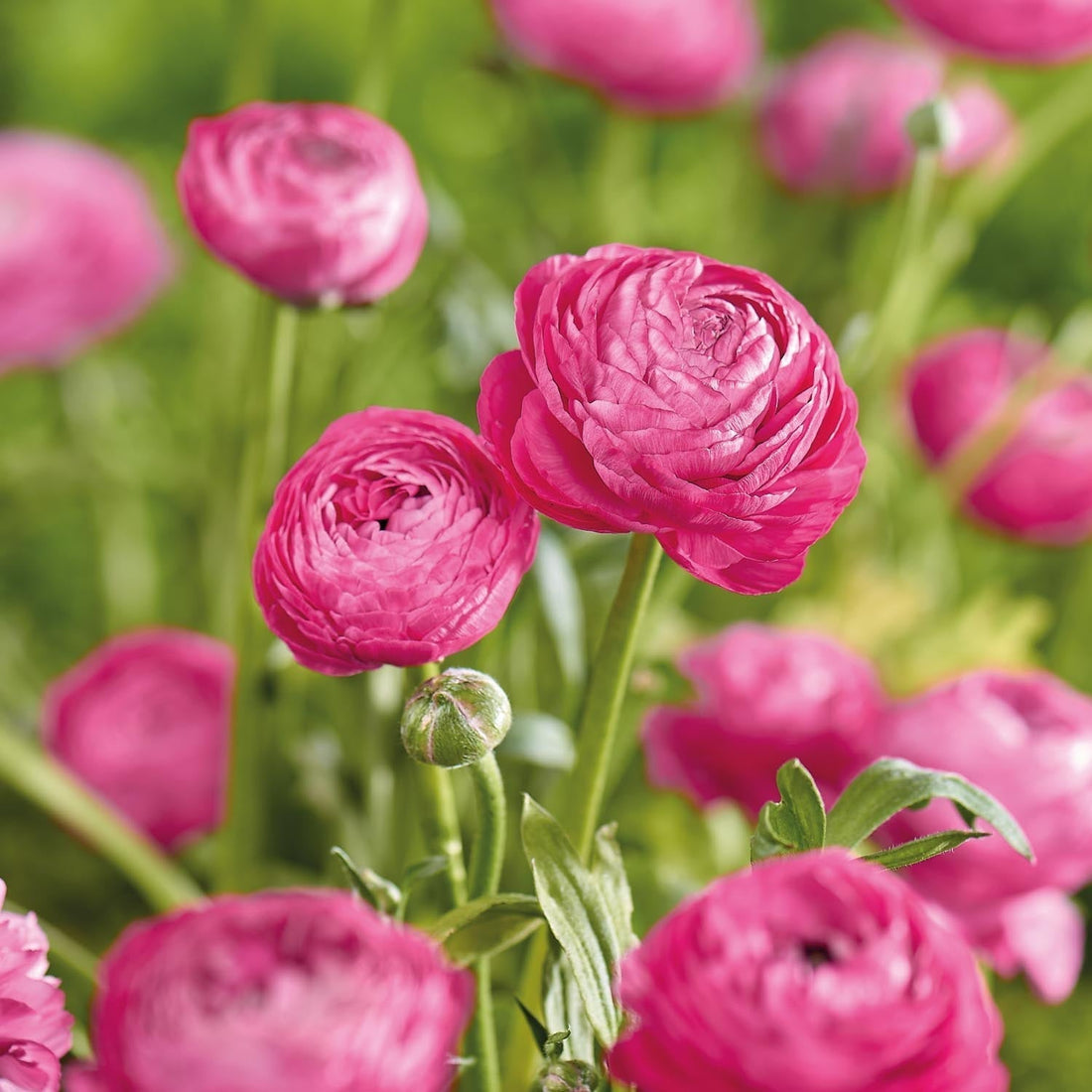 Ranunkel, Ranunculus 'Pink'