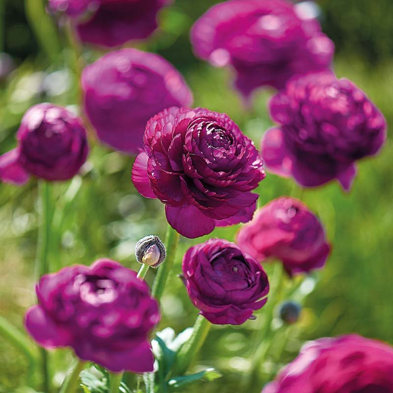 Ranunkel, Ranunculus 'Purple'