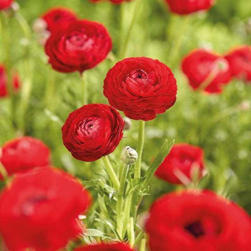 Ranunkel, Ranunculus 'Red'