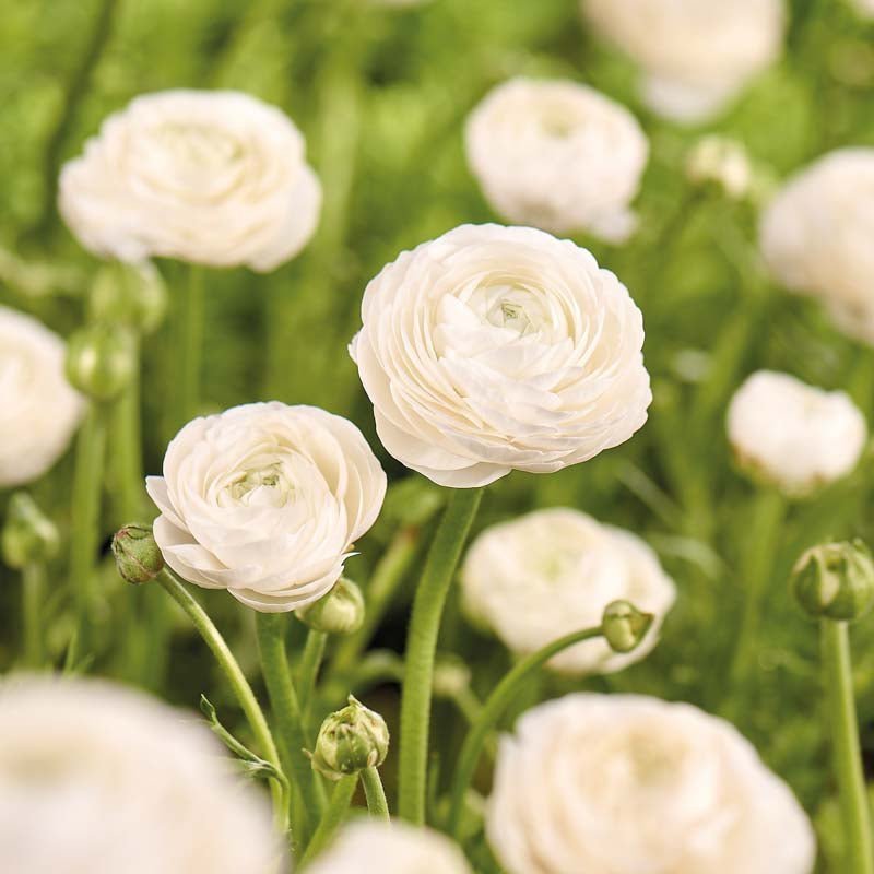 Ranunkel, Ranunculus 'White'