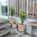 Rattan plantekurve i natur, 3 stk