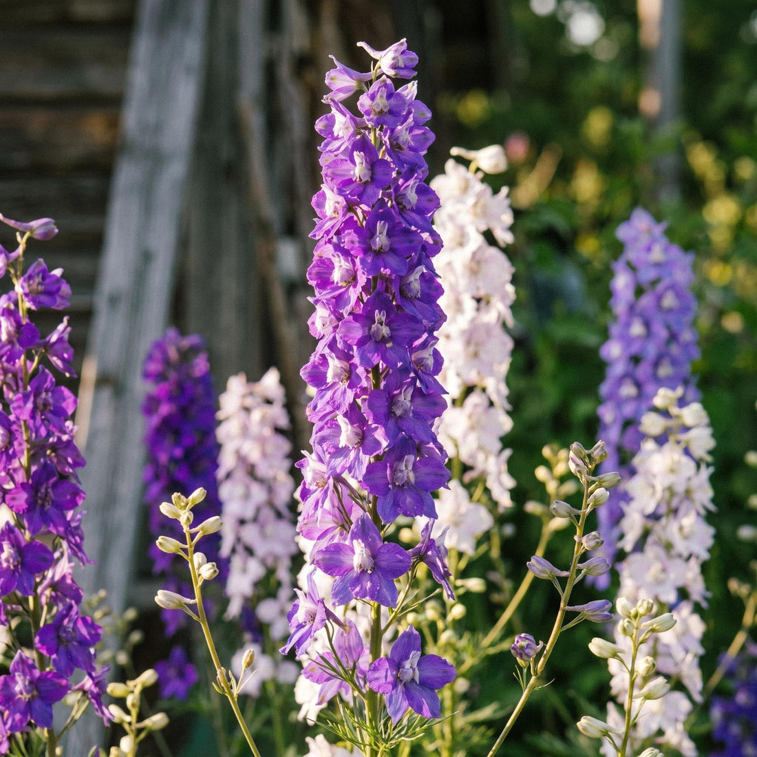Ridderspore frø 'Larkspur' - 90 Økologiske frø