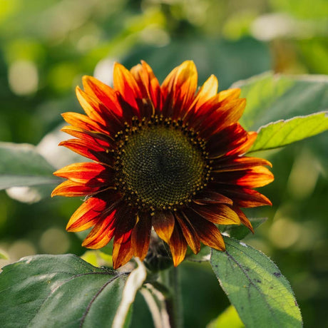 Rød solsikke medium - 20 Økologiske frø