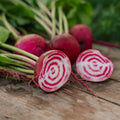Rødbede frø 'Chioggia' - 50 Økologiske frø