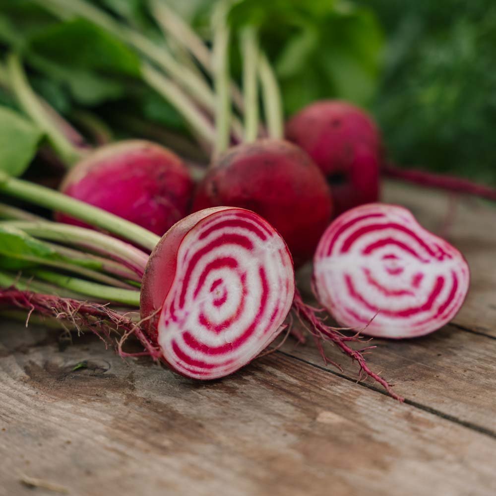 Rødbede frø 'Chioggia' - 50 Økologiske frø