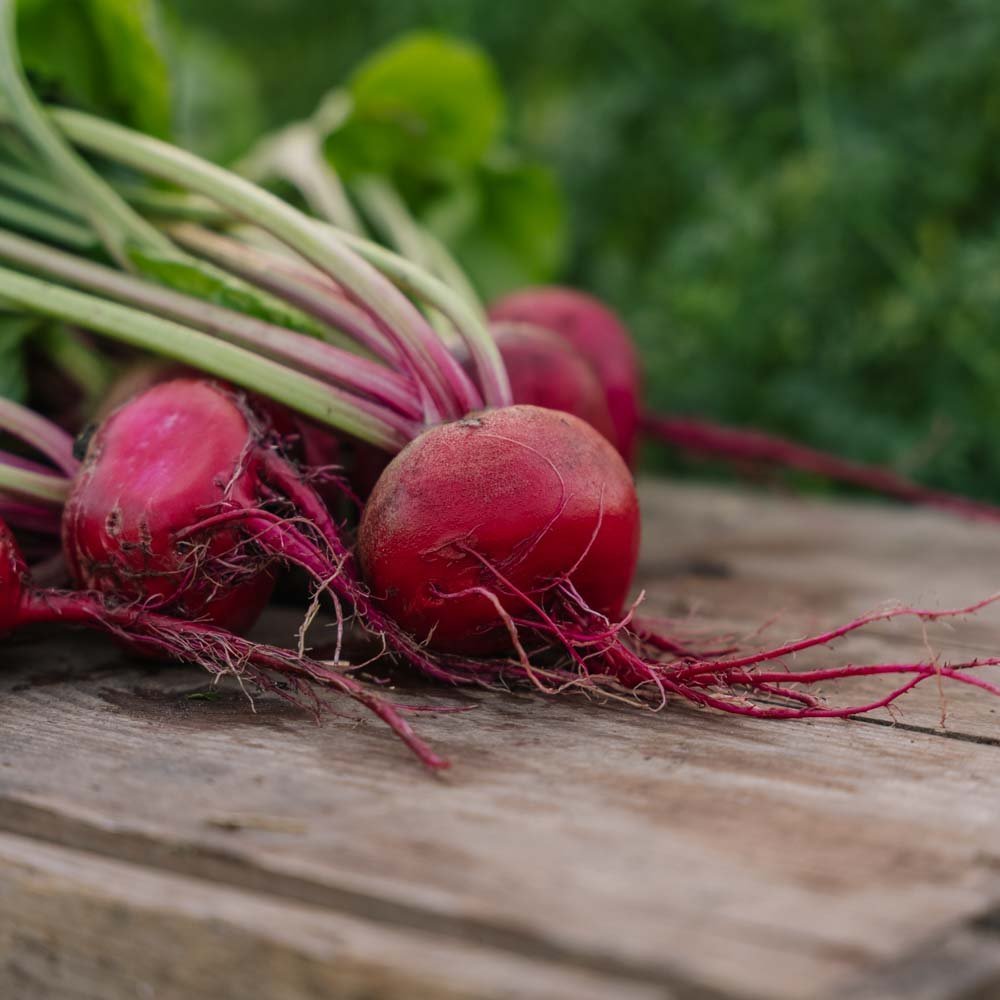 Rødbede frø 'Chioggia' - 50 Økologiske frø