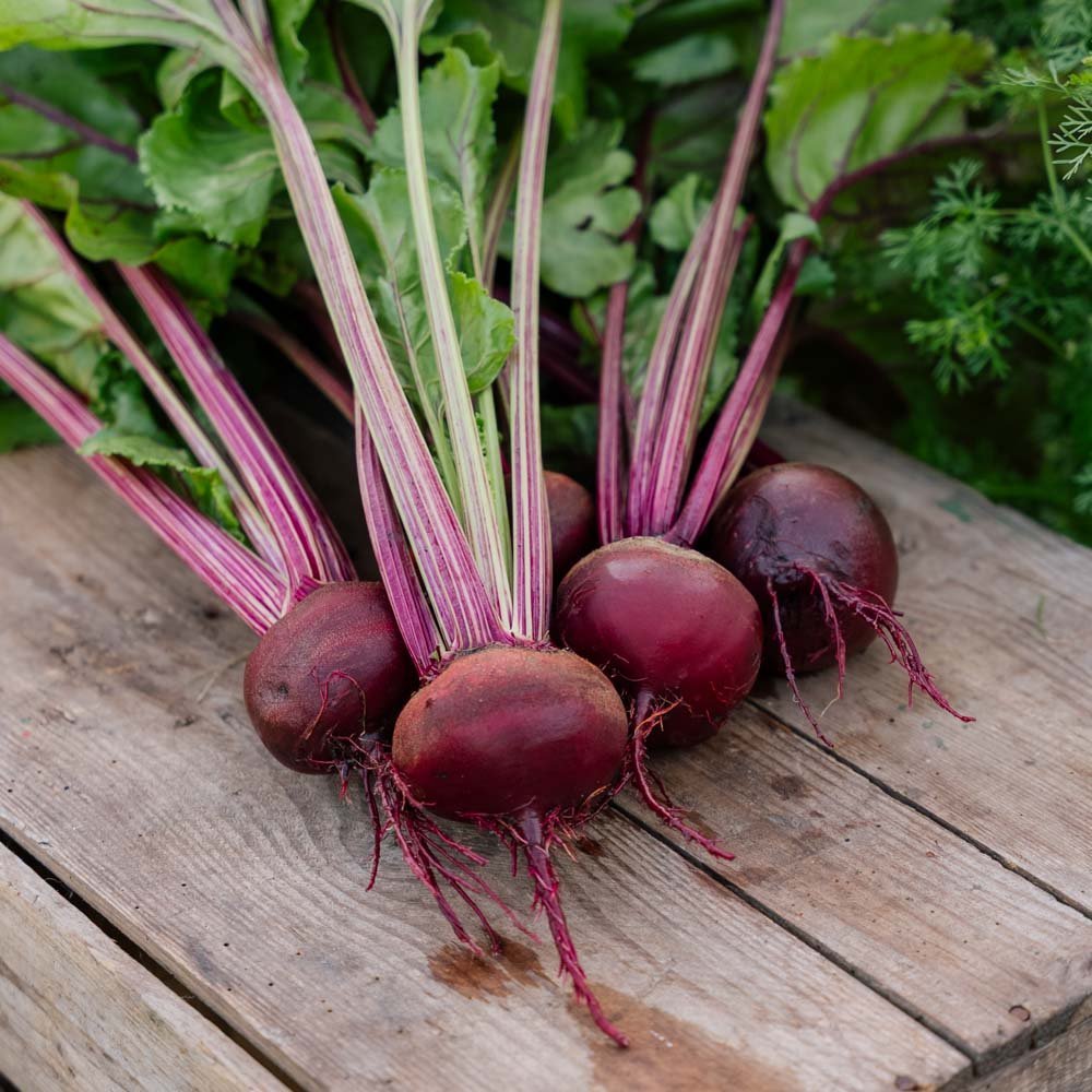 Rødbede frø 'Rouschka' - 50 Økologiske frø