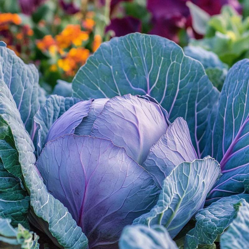 Rødkålsfrø 'Amarant' - 40 Økologiske frø