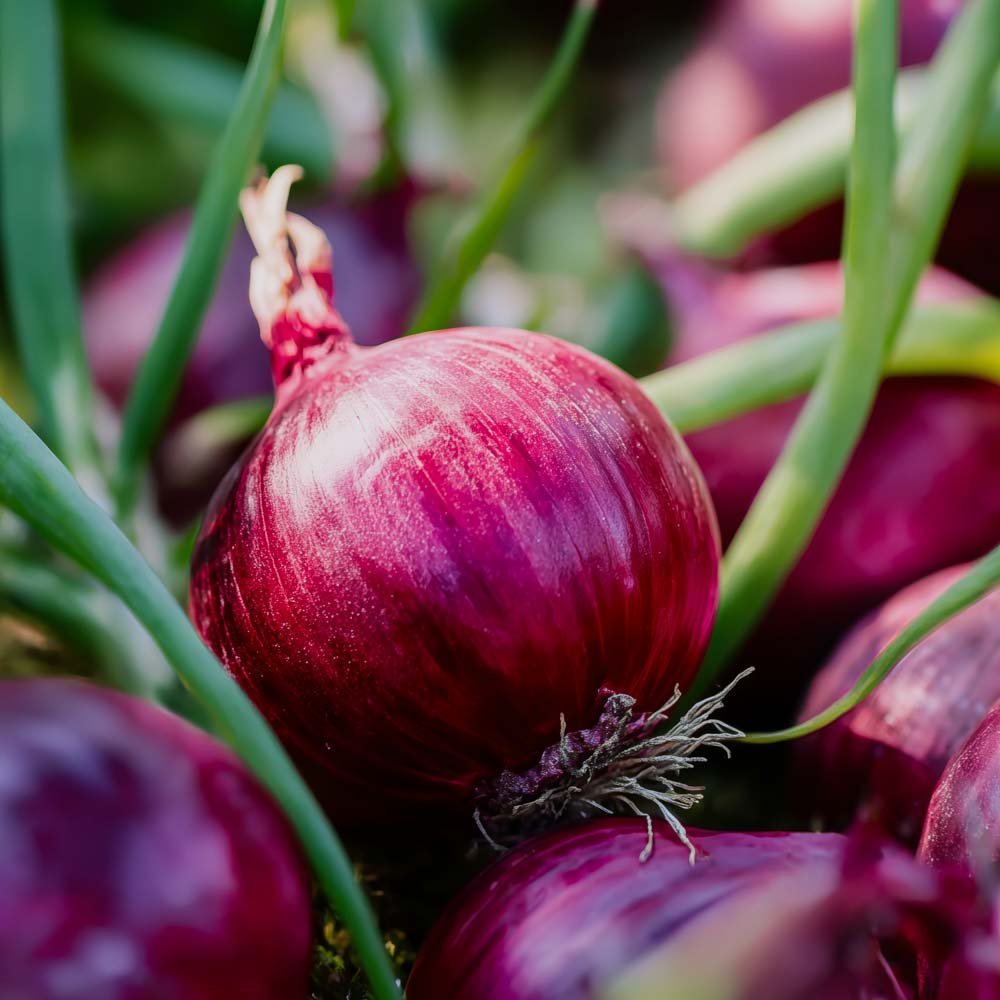Rødløgsfrø 'Red baron' - 100 Økologiske frø